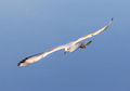 Lachmöwe · black-headed gull